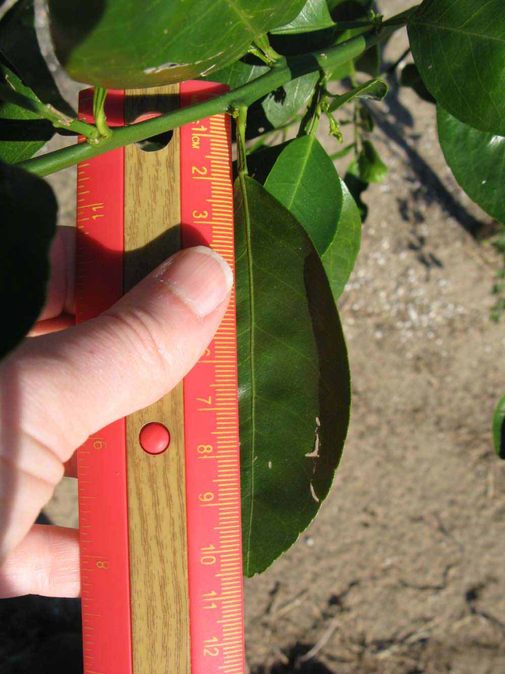              Unifoliolate leaf (Winter Haven, FL)       